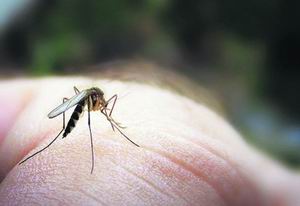Почему комарам нужно пить кровь