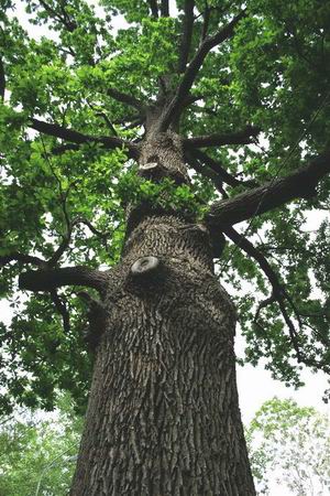 Почему  растения всегда растут вверх . Почему .
