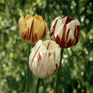 Почему  тюльпаны мельчают . Почему .