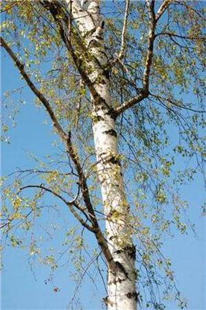 Почему  белые березы . Почему . 