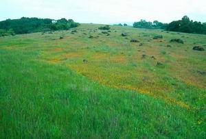 Почему  растения зеленые