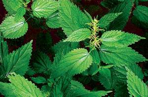 Почему крапива жжется